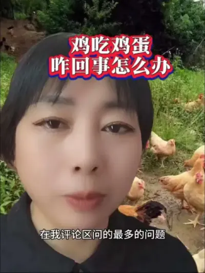 鸡吃鸡蛋怎么办？#鸡吃鸡蛋#蛋鸡养殖 #科学养鸡#养鸡技术 #农村散养土鸡