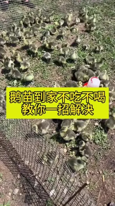 #肉鹅养殖 #养鹅人 #养鹅技术分享 #禽病防治 #养殖