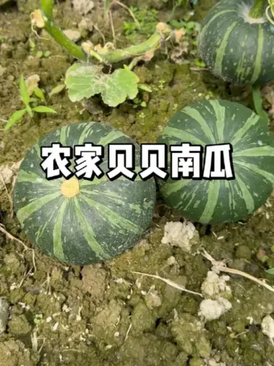 ũұϹϲ 