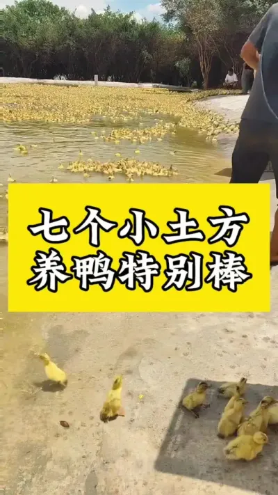 七个小土方，养鸭特别棒#养鸭人 #肉鸭养殖 #禽病技术指导 #养鸭 #番鸭