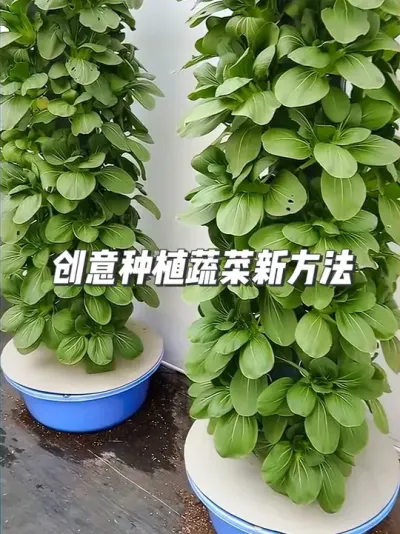 不占地！闲置角落自制水培种菜装置，30天收获鲜嫩小油菜 #种植小技巧 #园艺小妙招 #自然奇境科普季 #水培蔬菜