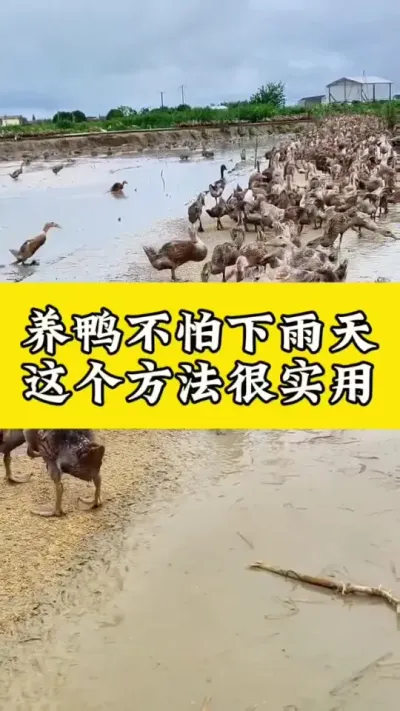 养鸭不怕下雨天，这个方法很实用#养鸭人#养鸭技术 #养鸭流程 #养鸭专业户