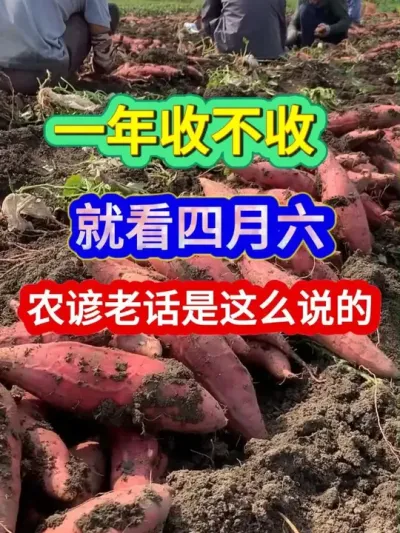 一年庄稼收不收就看四月六农谚老话是这么说的 #农业谚语 #农业天气谚语 #农谚 #农业种植 #三农