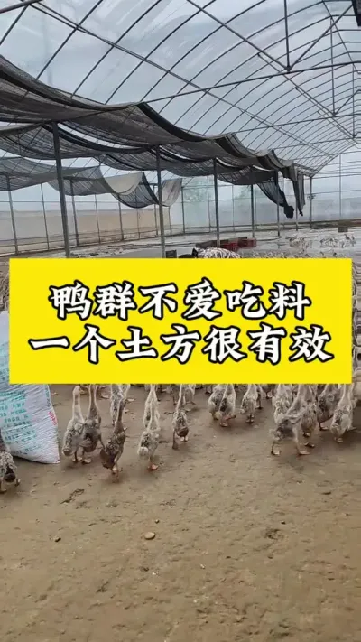 鸭群不爱吃料#养鸭人 #肉鸭养殖 #养鸭 #禽病技术指导 #番鸭