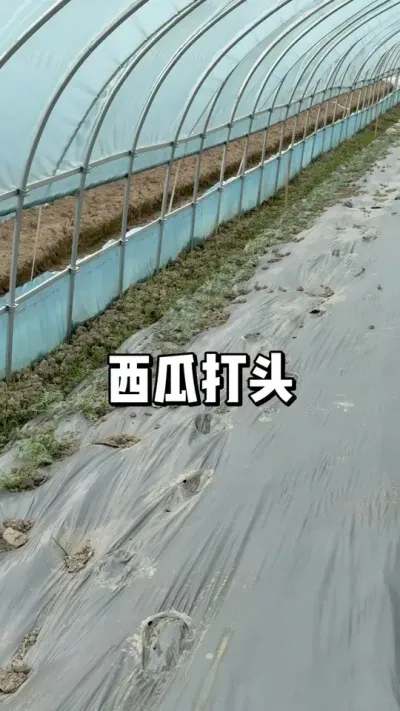 西瓜什么时候打头摘心 