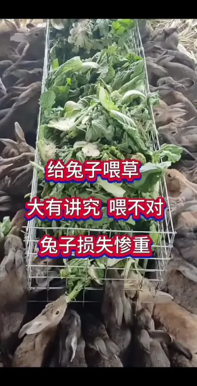 兔子喂草大有讲究，喂错损失惨重#养兔人 #养兔 #肉兔养殖 #养兔人