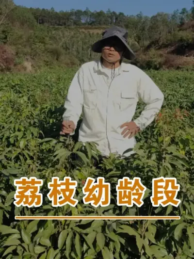 荔枝未挂果幼龄树前三年的施肥#广西灵山荔枝果苗#农业创业#抖音新农人计划2025#吕老师种果苗