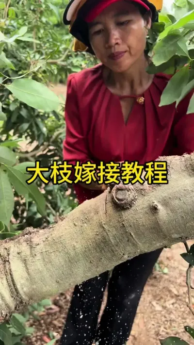 大枝嫁接教程#嫁接技术 #dou来广东百千万 #新农人计划2025 #来抖音学农技
