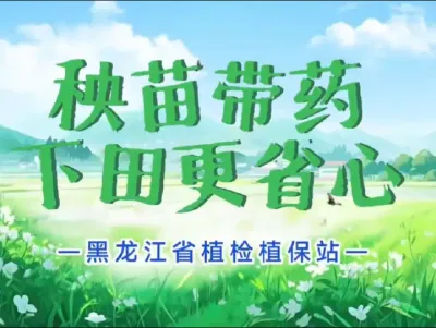 秧苗带药下田更省心