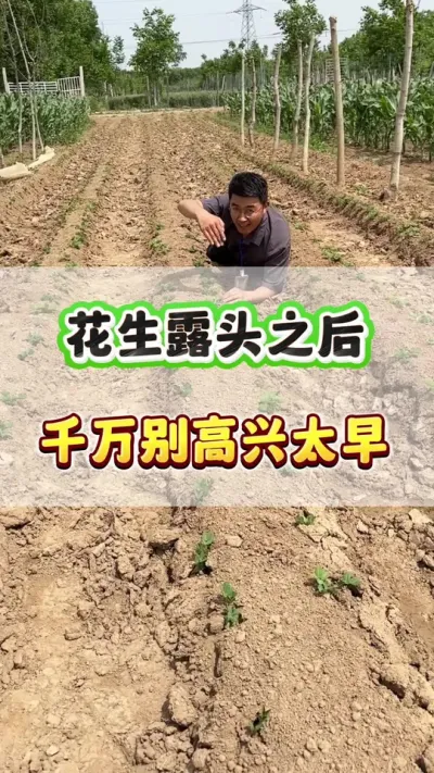 花生露头之后，千万别高兴的太早了！#花生种植  #花生高产 #花生种植管理技术  #花生施肥 #种植技术