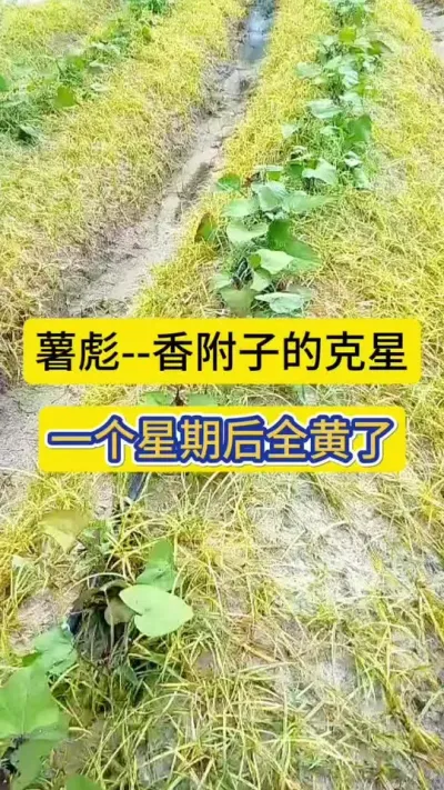红薯地香附子的克星，薯彪！一次施药，彻底烂根，不再复发！#香附子防除配方 #广东红薯莳植 #海南红薯莳植 #湛江遂溪红薯
