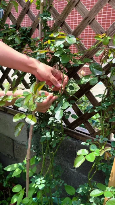 这是扦插月季成活率最高的方法#养花小知识 #月季#扦插
