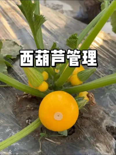西葫芦结果期怎么去管理 