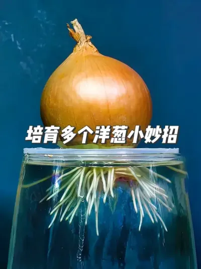 种植小妙招，一个洋葱种出多个洋葱的实用方法，无需种子！ #种植小技巧 #园艺小妙招 #洋葱种植 #自然奇境科普季