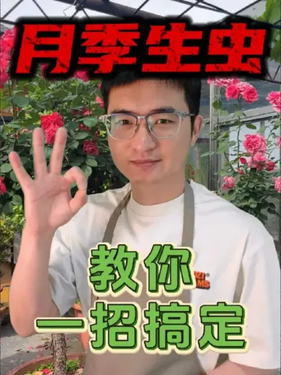 月季生虫，教你一招搞定！#养花 #月季 #病虫害防治