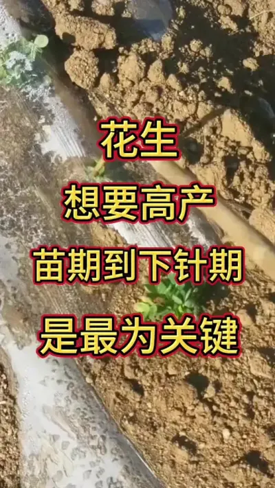 花生想要高产#花生 #花生种植 #花生出苗 @2025年一顺百顺，好运连连，万事如意 @抖音创作小助手