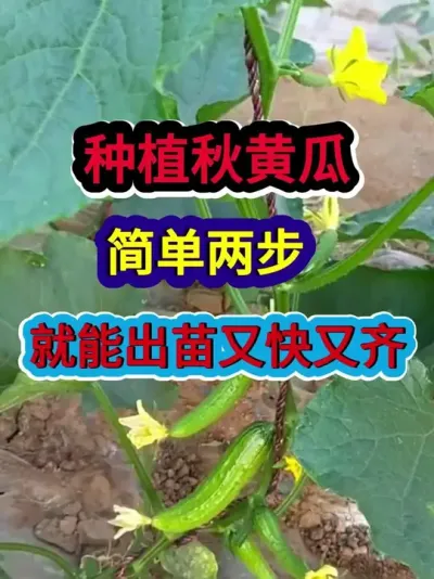 种植秋黄瓜简单两步就能出苗又快又齐 #黄瓜种植 #黄瓜种植技术 #农业种植 #种植小技巧 #三农