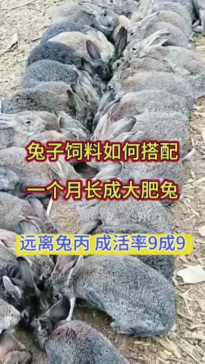 兔子干吃不长，粪便不成型，学会饲料搭配，一个月长成大肥兔，远离拉稀兔丙，成活率高达9成9#兔子 #养兔人 #肉兔养殖 #养兔分享