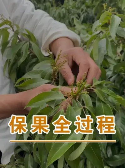 荔枝的保果是一个综合性的过程#广西灵山荔枝果苗#农业创业#抖音新农人计划2025#吕老师种果苗