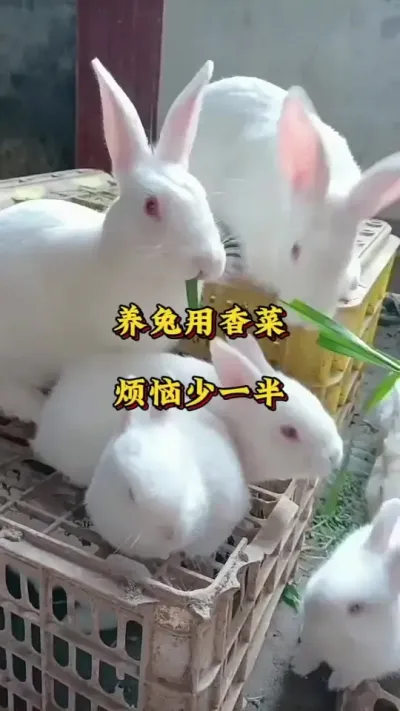 养兔用香菜，烦恼少一半 #养兔人 #兔子 #肉兔养殖 #养兔技术交流中心#养兔技术