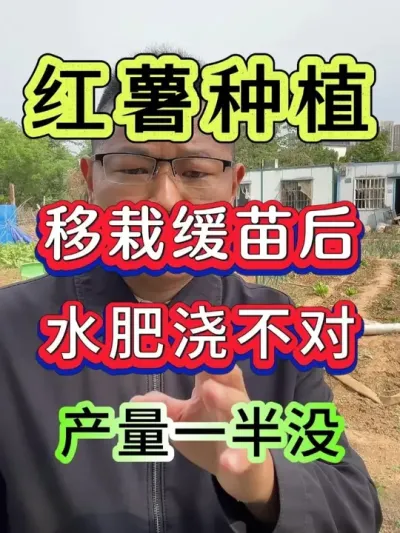 红薯底肥用的好产量跟着肥水跑 #红薯种植 #红薯高产种植 #红薯高产 #红薯大丰收 #种红薯