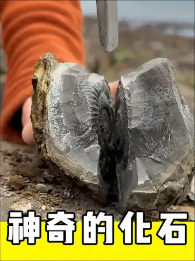 神奇的化石，这才是蜗牛设计#化石 #看世界 #不可思议 #解压