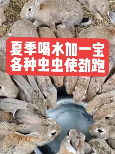夏季喝水加一宝，各种虫虫使劲跑 #养兔人 #养兔子 #三农 #养殖 #兔子