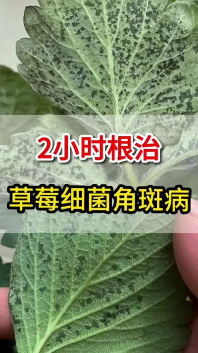 草莓角斑病大爆发，教你一个高招搞定它#角斑病#三农