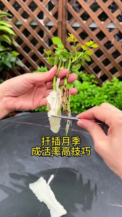 这是我试过扦插月季，成活率最高的方法#扦插 #月季 #花卉绿植