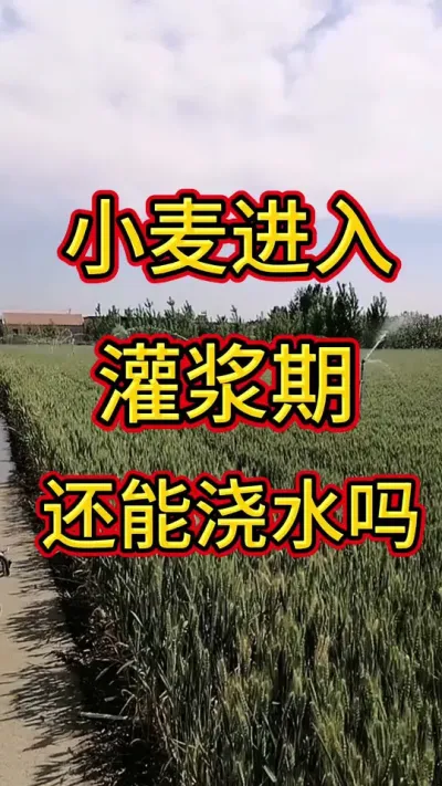 小麦灌浆#小麦 #小麦灌浆 @抖音创作小助手