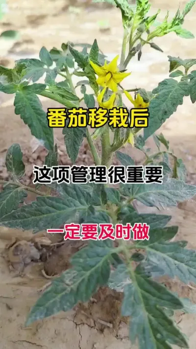 番茄移栽后，这项管理很重要，一定要及时做#番茄种植#抖音助农#瓜果蔬菜 #病害防治