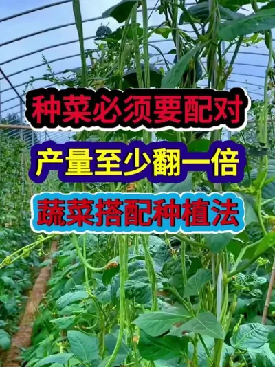 种菜必须要配对产量至少翻一倍蔬菜搭配种植法 #蔬菜种植 #农业种植 #种植小技巧 #三农 #分享农业知识帮农民增产增收
