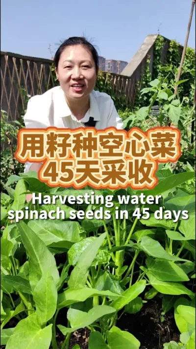 用堆肥的土种空心菜 保水性好腐殖质丰富，45天就可以采摘了#土壤改良 #空心菜种植 #阳台种菜 #种植小技巧