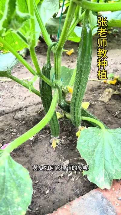 黄瓜如何管理结果多#黄瓜#黄瓜种植 #农业种植 #三农