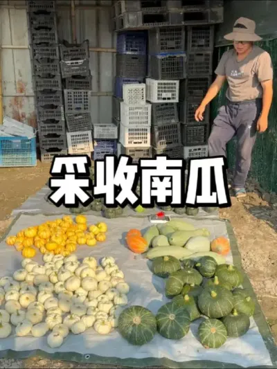 ϹϴĿϹ 
