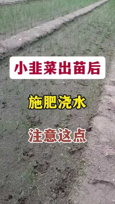 小韭菜出苗后，施肥浇水，注意这点。#韭菜种植 #韭菜管理 #种韭菜 #韭菜浇水 #韭菜施肥