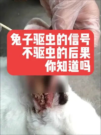 兔子不驱虫的危害，养兔人一定要知道 #三农#养殖#兔子#养兔子#养兔人