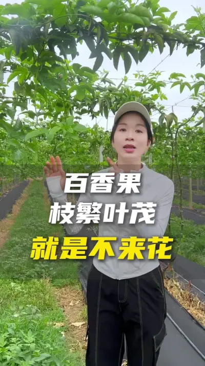 为什么你的百香果枝繁叶茂就是不开花？#百香果 #百香果种植技术 #农业种植 #新农人 #抖音助农