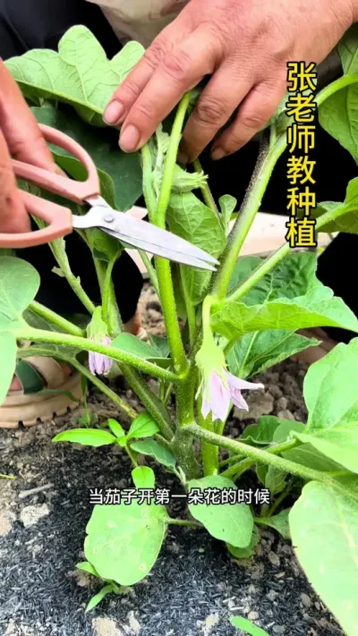 茄子第一朵花以下的分叉和叶片全部打掉#农业种植 ##关注我一起学种菜 #茄子 #茄子种植