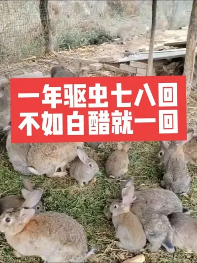 一年驱虫七八回，不如白醋就一回 #兔子#三农#养殖#养兔子#养兔人
