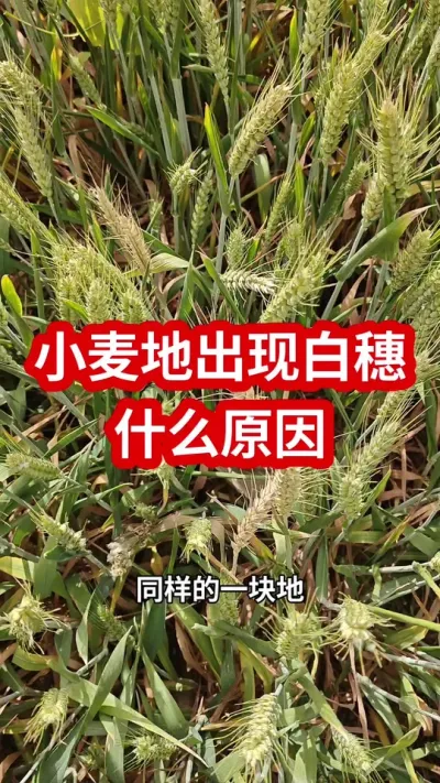 #三农 #三农种植 #分享农业知识帮农民增产增收 #小麦价格 #小麦白穗