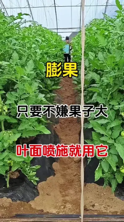 膨果，不嫌果子大，叶面喷施就用它，瓜果蔬菜都适用#膨果 #番茄莳植 #膨果增甜