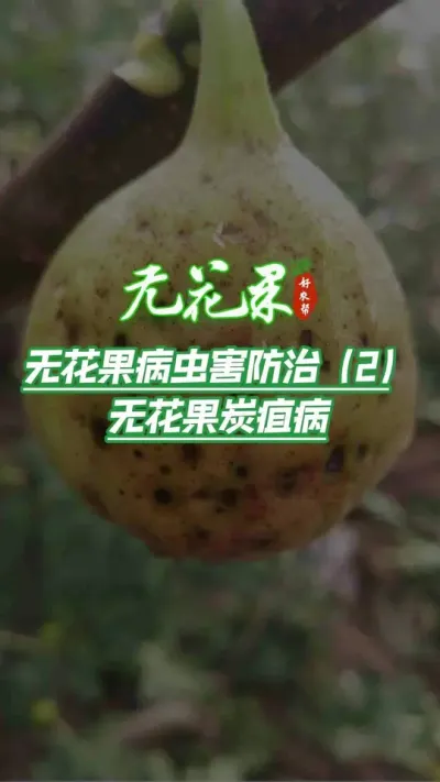 ޻Ĳ溦ڸ˽̿Ҳ#޻ #ũ #ֲ #ũҵ #溦