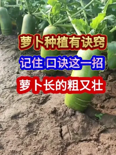 萝卜种植有诀窍记住口诀这一招萝卜长的粗又壮 #萝卜种植 #农业种植 #种植小技巧 #三农 #分享农业知识帮农民增产增收