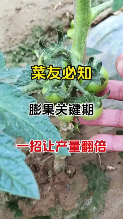 西红柿膨果「黄金期」别错过！农户实测爆单的秘密在这！#膨果增甜 #膨果肥 #膨果叶面肥 #抖音助农