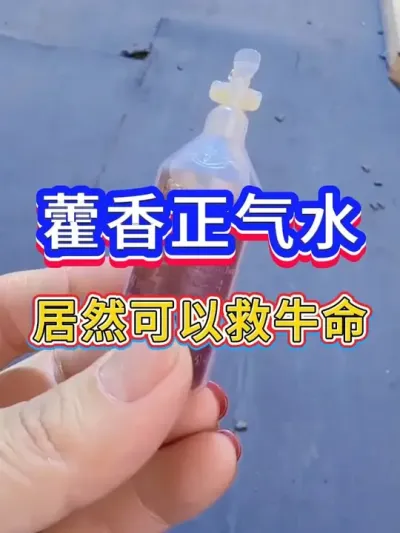 藿香正气水居然可以救牛命 #养牛小妙招   #科学养牛   #牛羊养殖   #牛羊驱虫