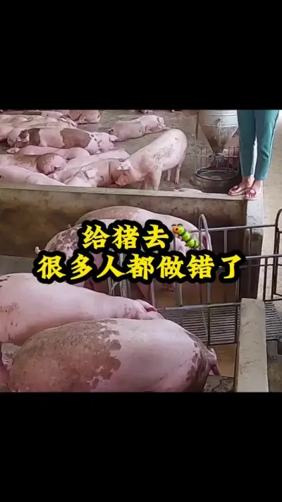 #养猪 #养猪人不容易 #农村养殖 #三农养猪人 #养猪知识