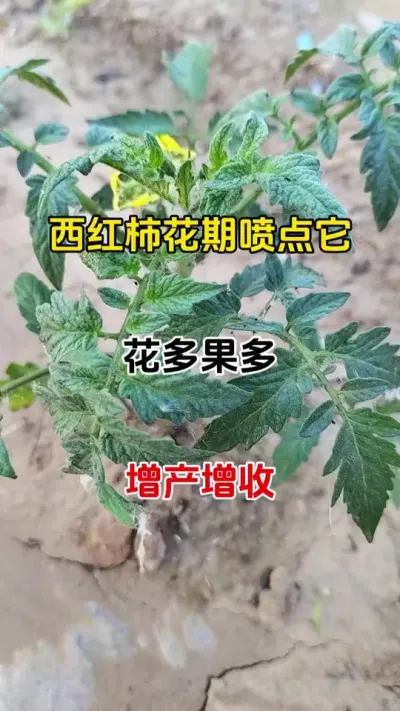 西红，柿花期有多长，该如何促花，才能花多果多产量高？#促花催花座果灵 #番茄促花 #促花保果 #农业种植