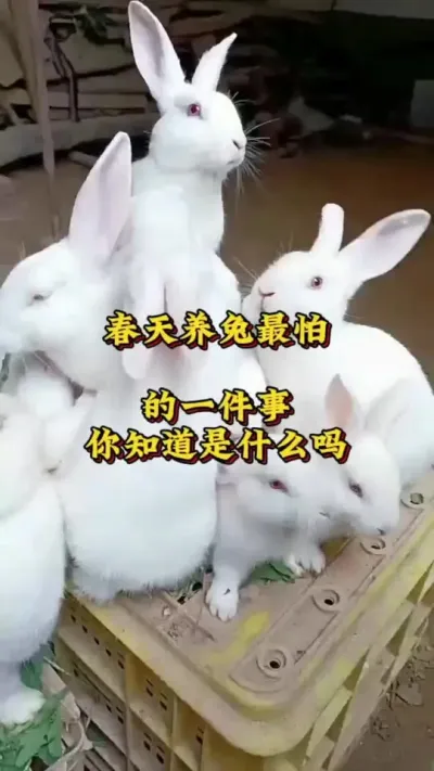 养兔最怕的一件事，你知道是什么吗？#养兔人 #兔子 #肉兔养殖 #养兔技术 #养兔三分靠管理七分靠技术