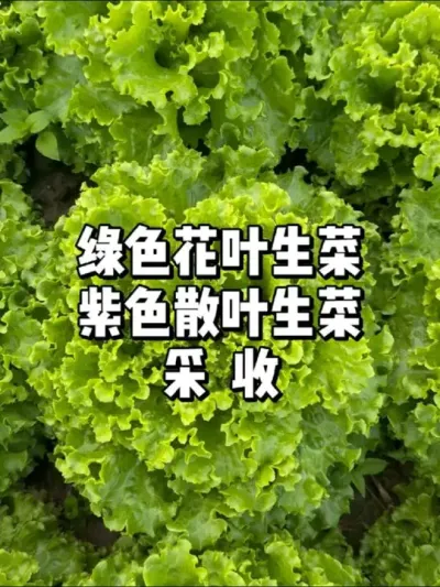 生菜采收，春季生菜多少天可以收获 